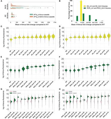 Metabolic Engineering Strategies in Diatoms Reveal Unique Phenotypes and Genetic Configurations With Implications for Algal Genetics and Synthetic Biology